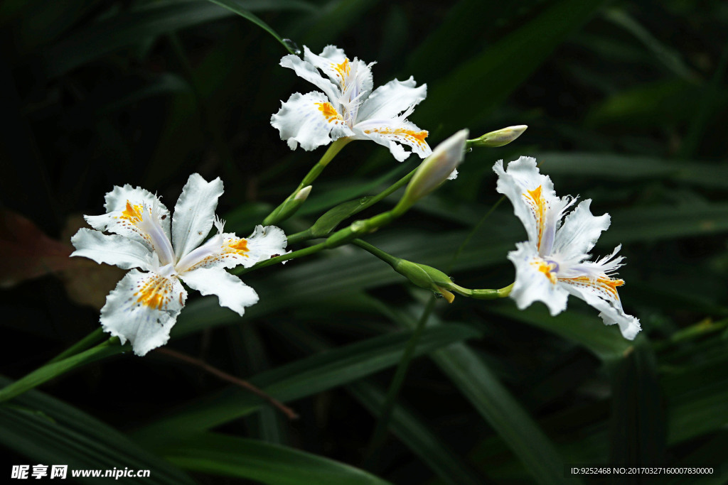 白鸢尾花