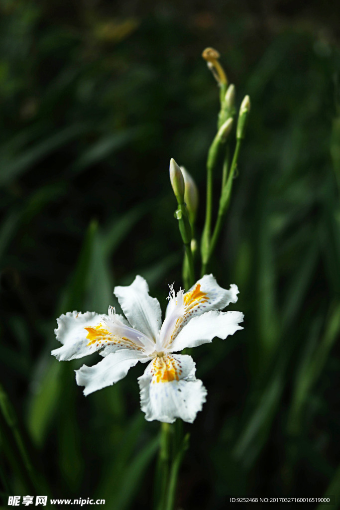 白鸢尾花