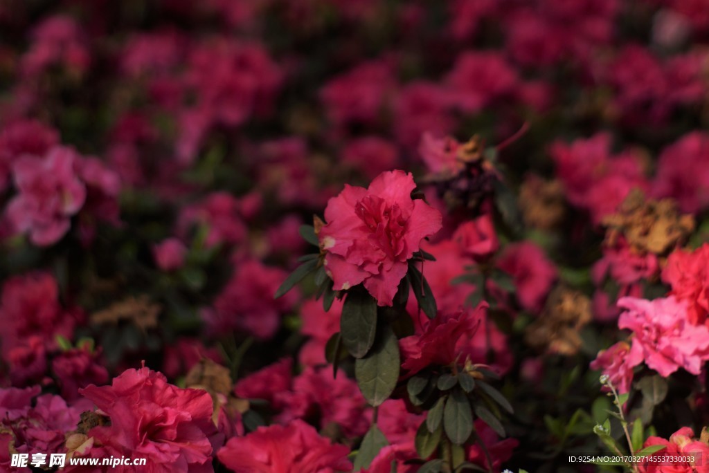 繁花