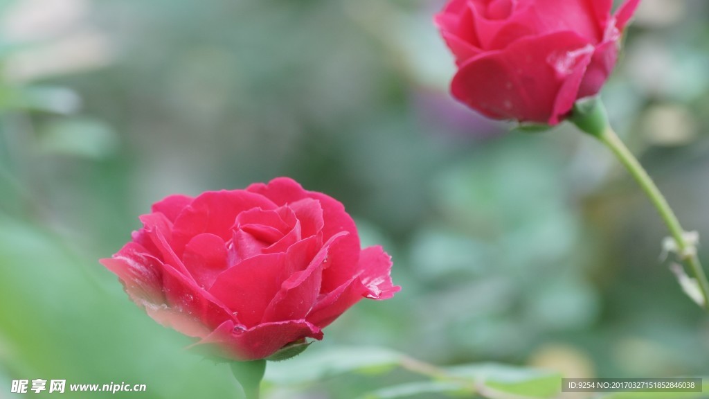 蔷薇花