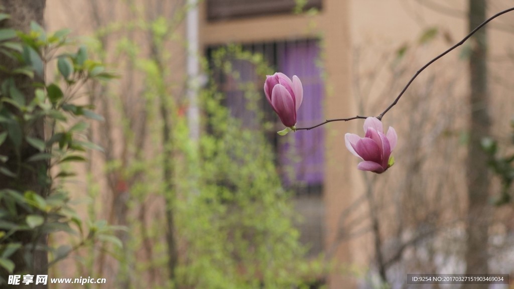 玉兰花