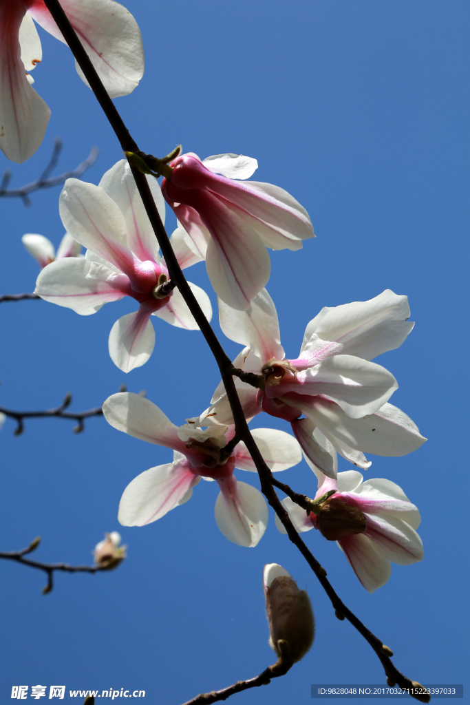 玉兰花