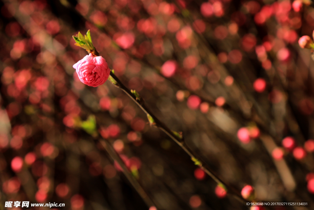 春花