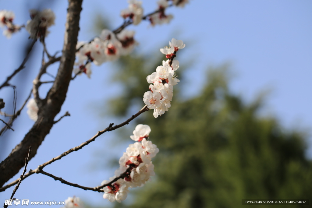 春花