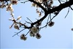 春花