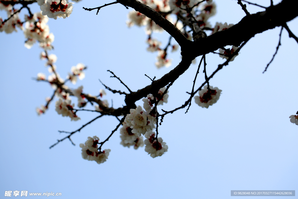 春花