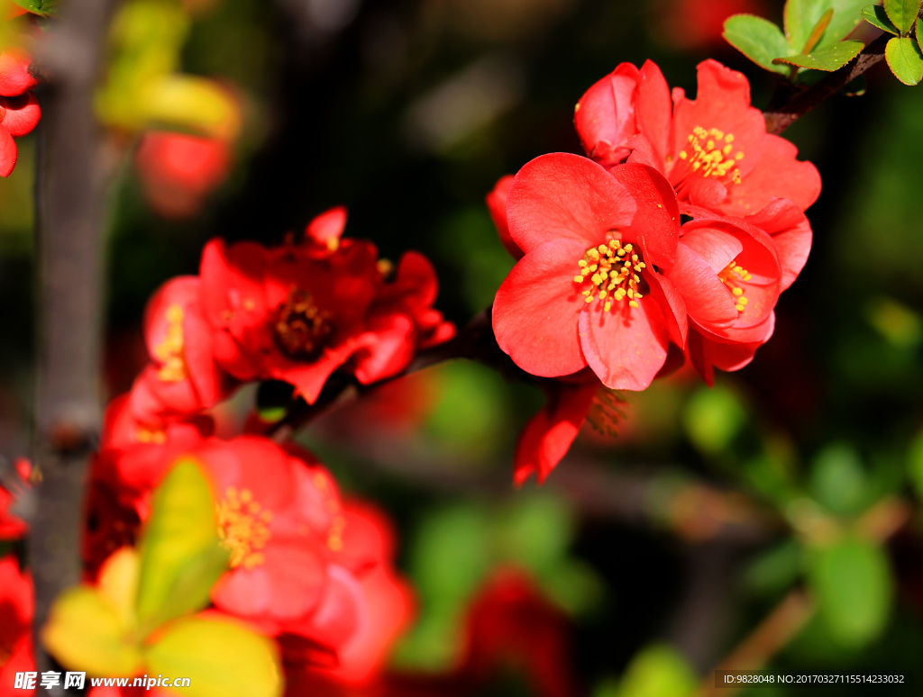 春花