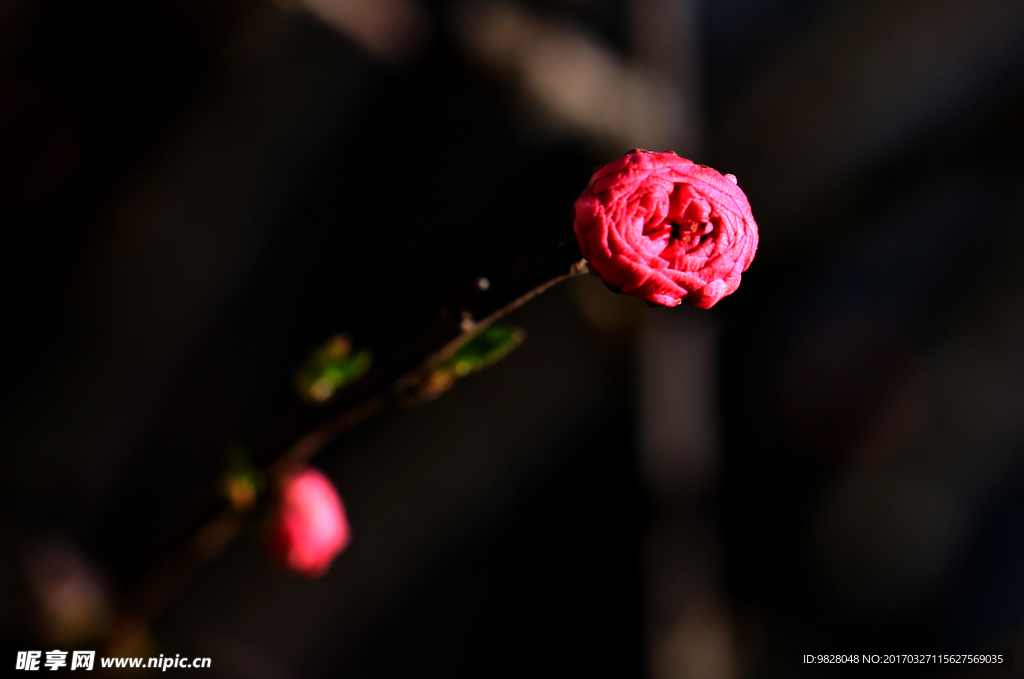 春花