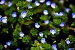 春花