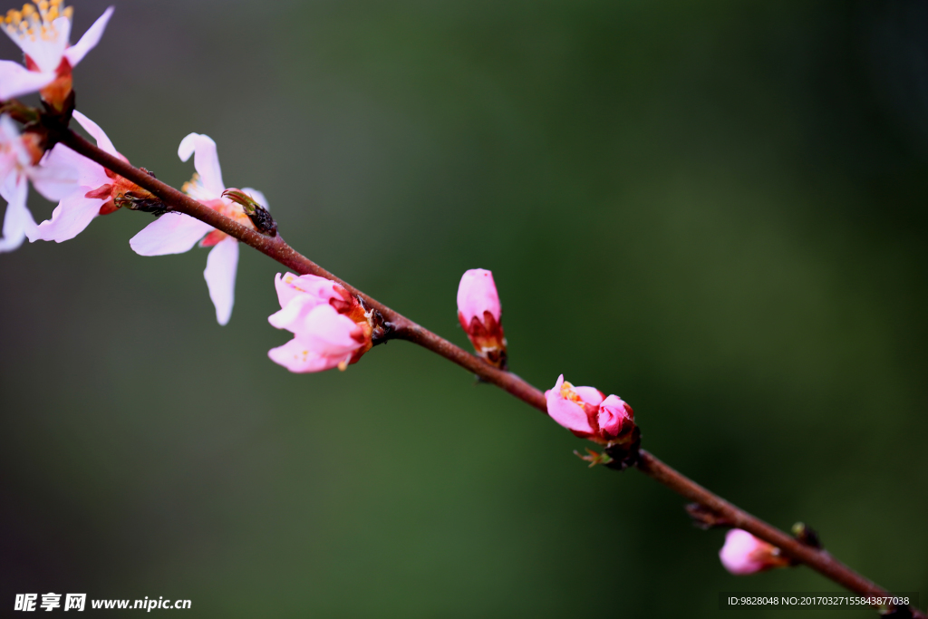 春花