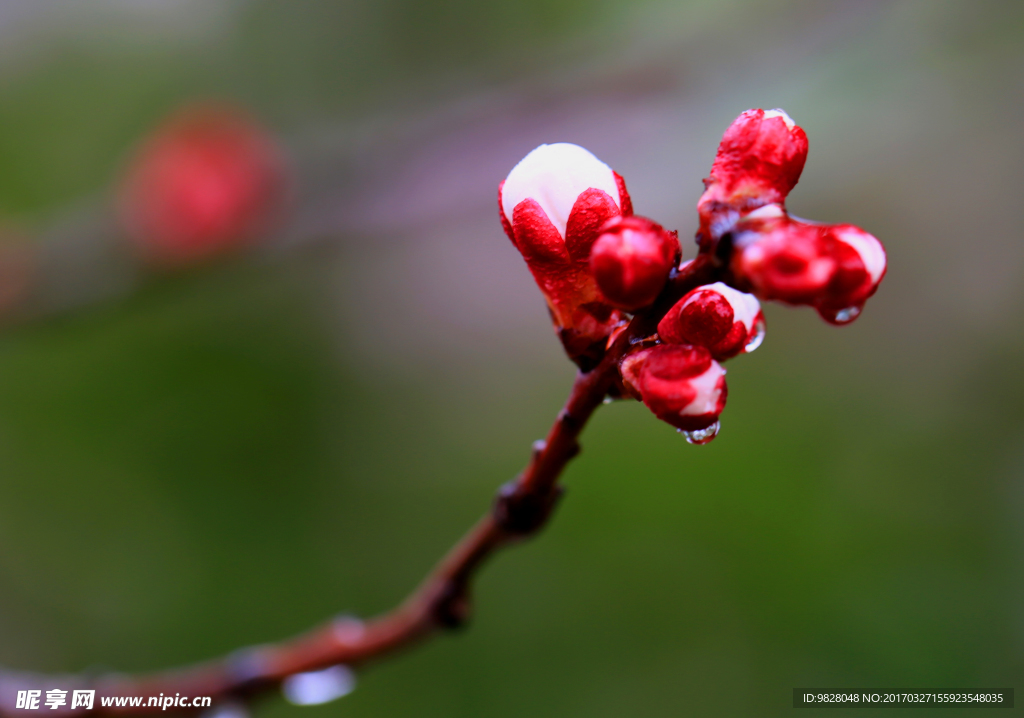春花