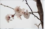 花卉
