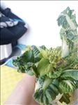 花苞