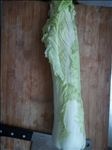 大白菜