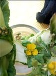 白菜花