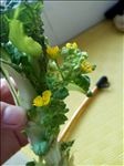白菜花