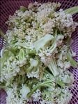 菜花