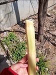 甘蔗
