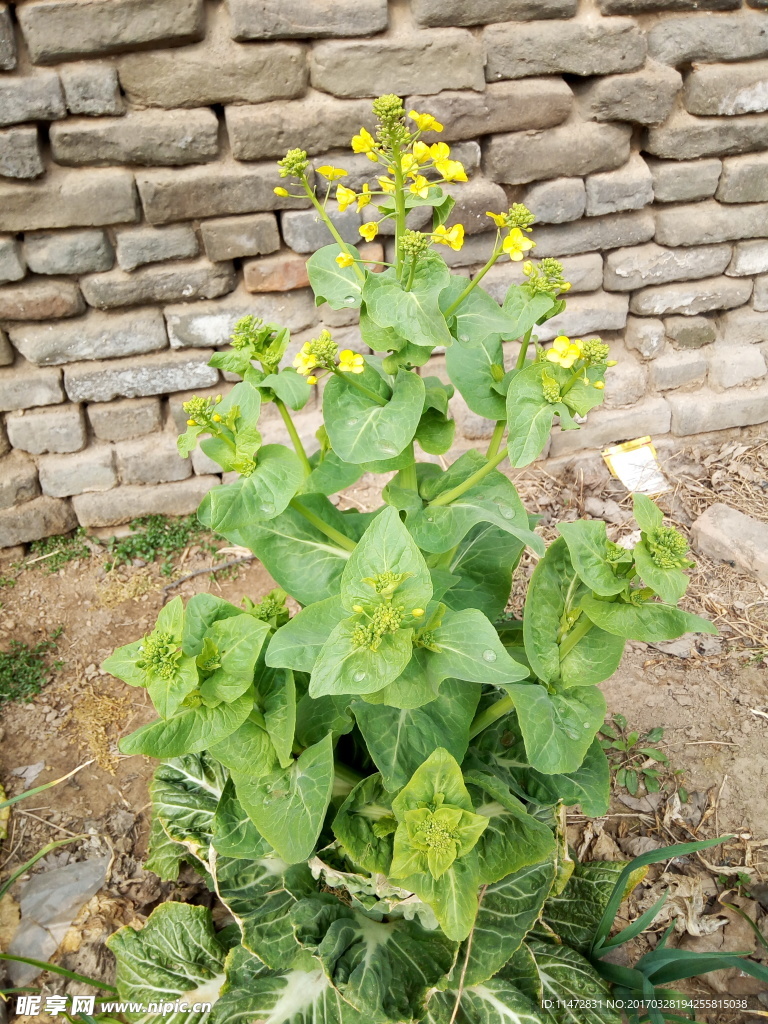 菜花