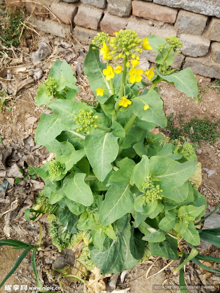 菜花