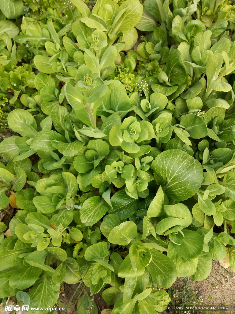 油菜