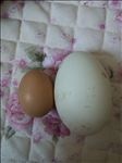 鹅蛋 鸡蛋