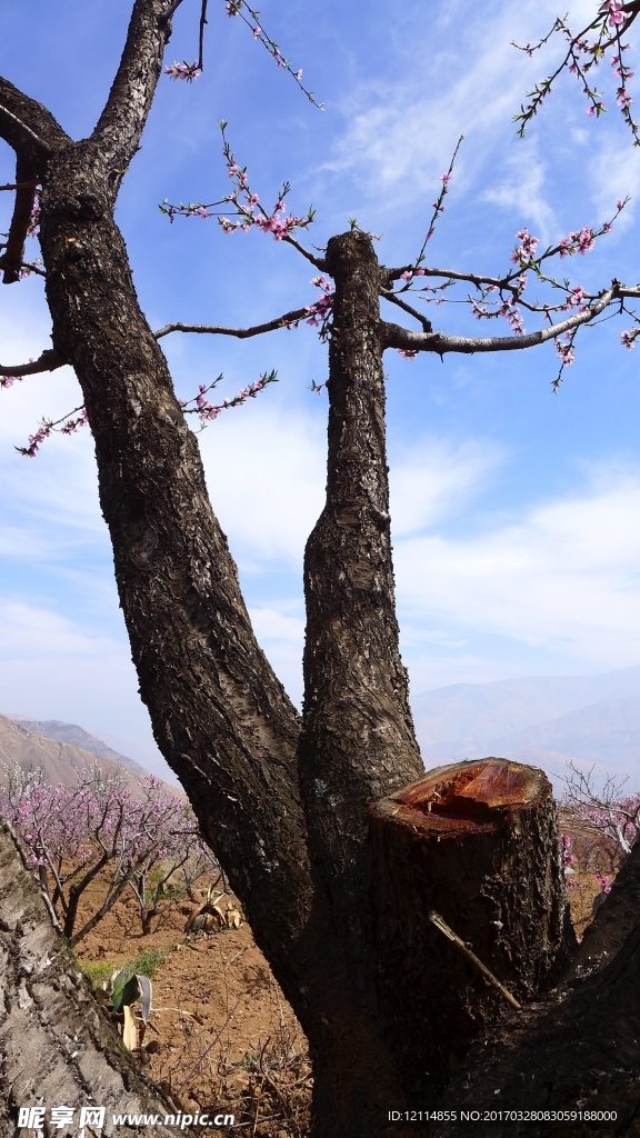 桃花