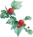 矢量野果