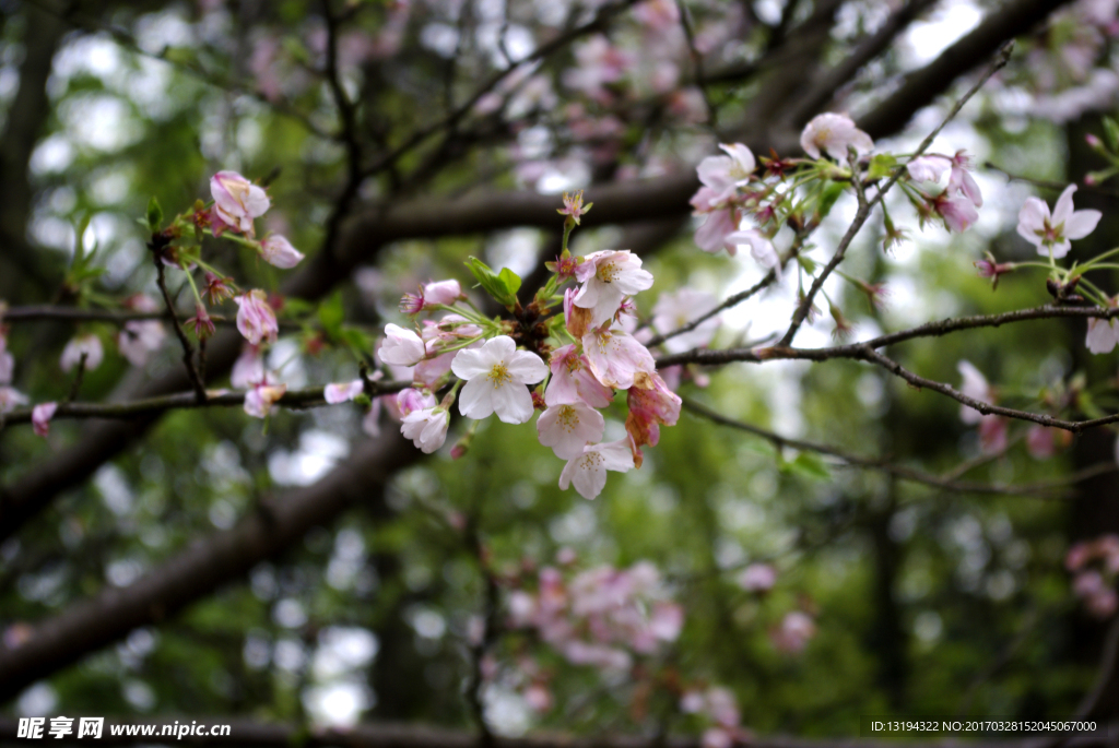 樱花