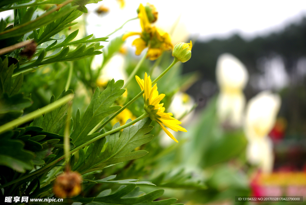 小菊花