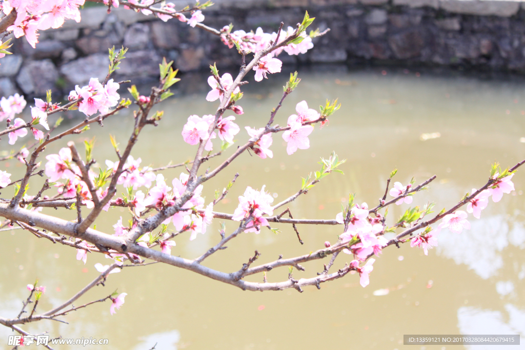 十里桃花