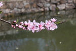 一枝桃花