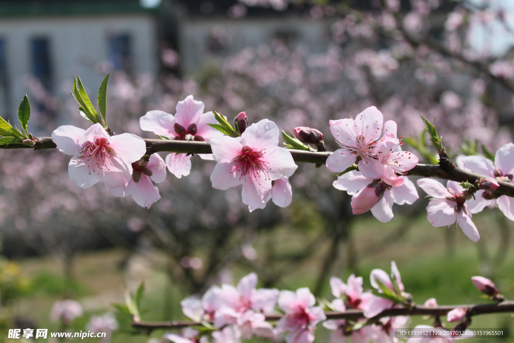 桃花
