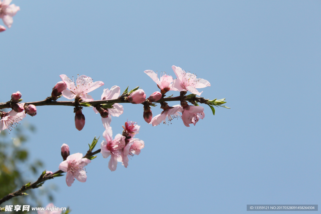 桃花