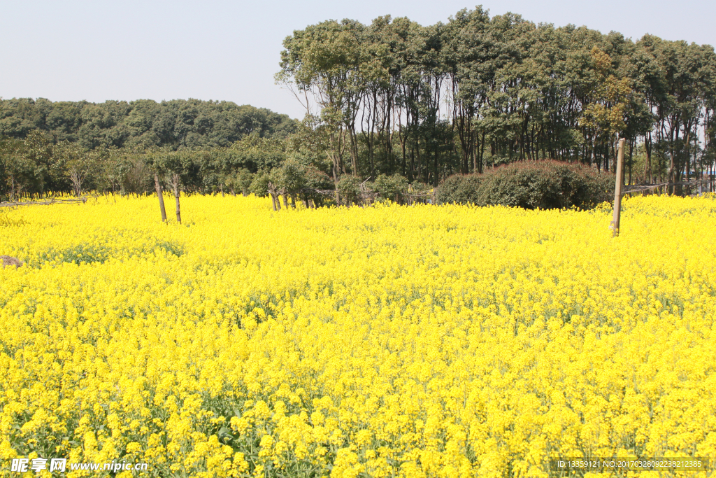 油菜花