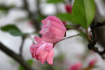 海棠花蕊