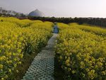 油菜花地里的风车