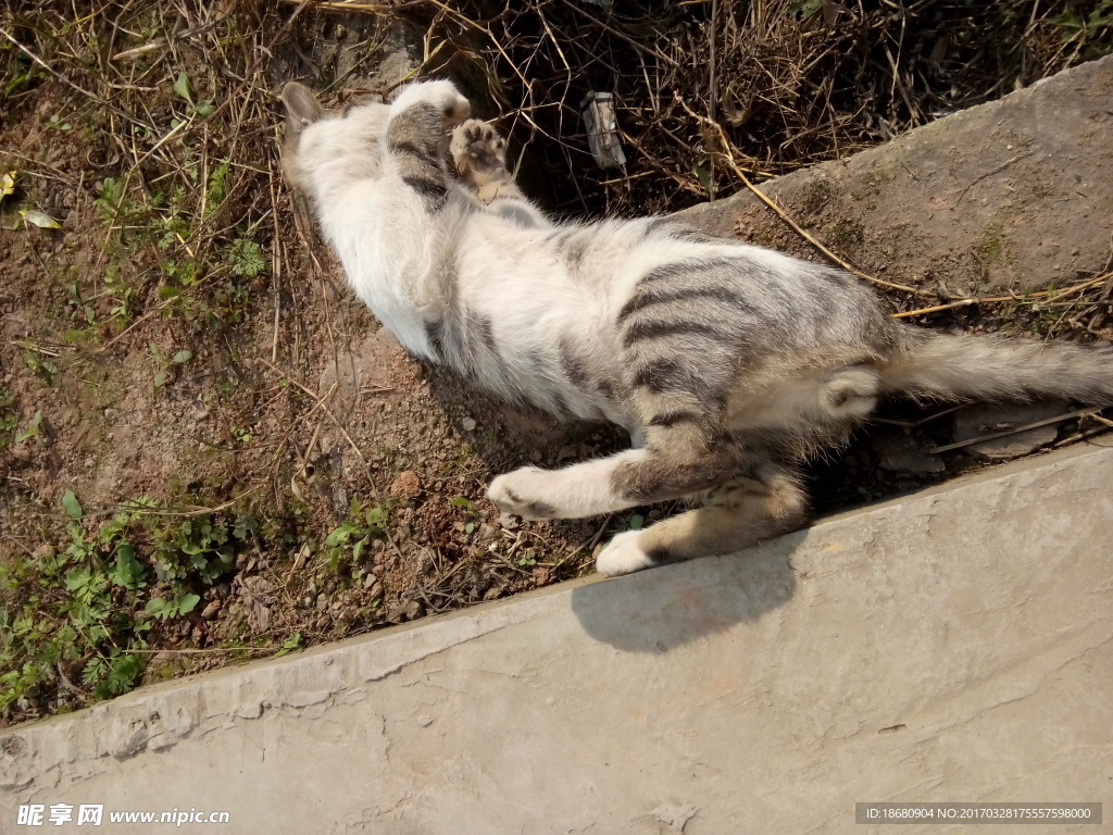 翻滚吧，萌猫