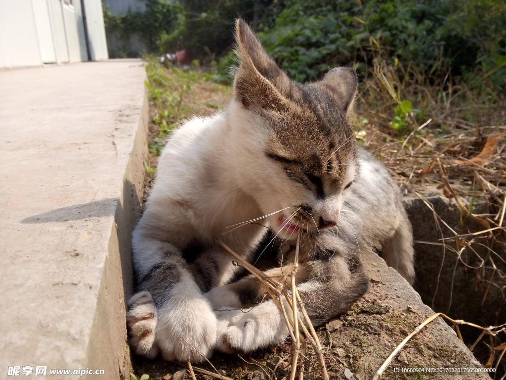 萌猫戏草