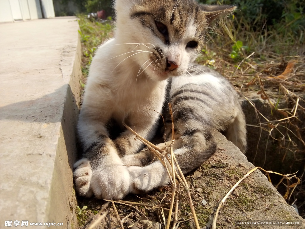 萌猫戏草