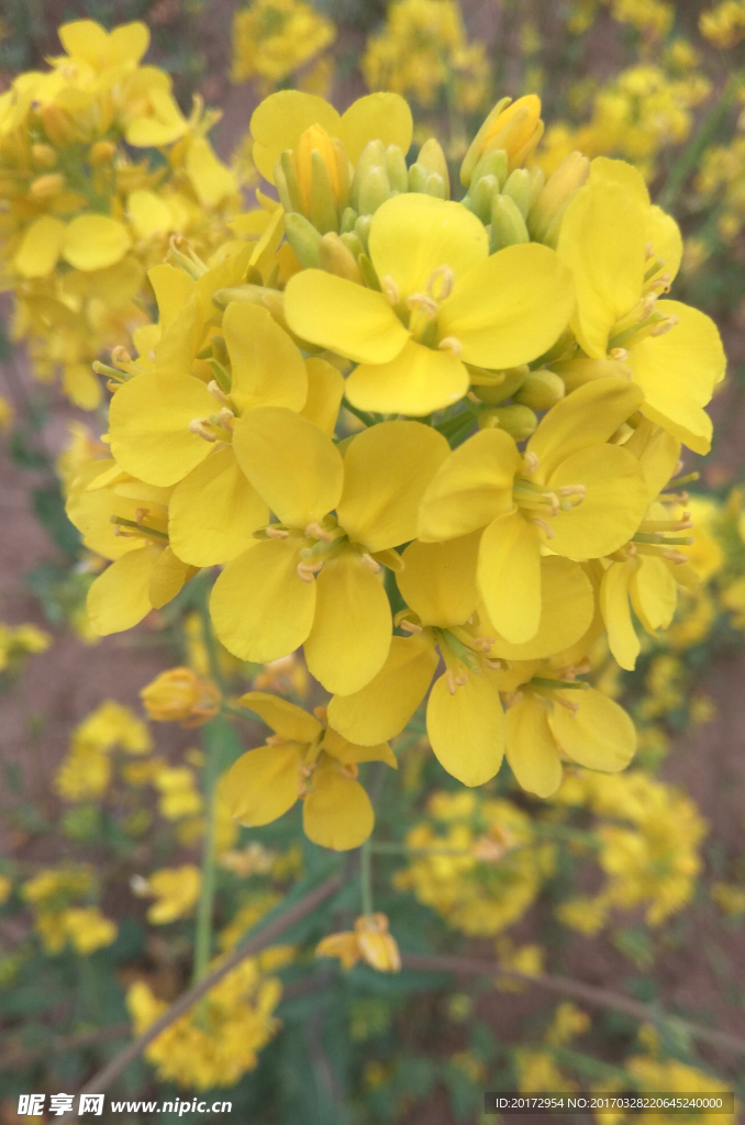 油菜花