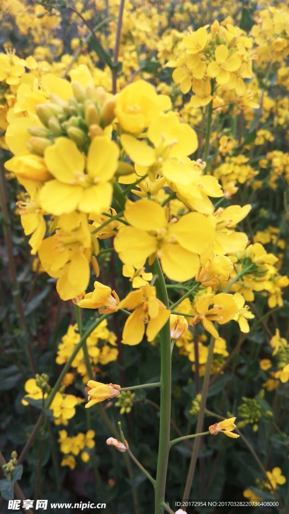 油菜花