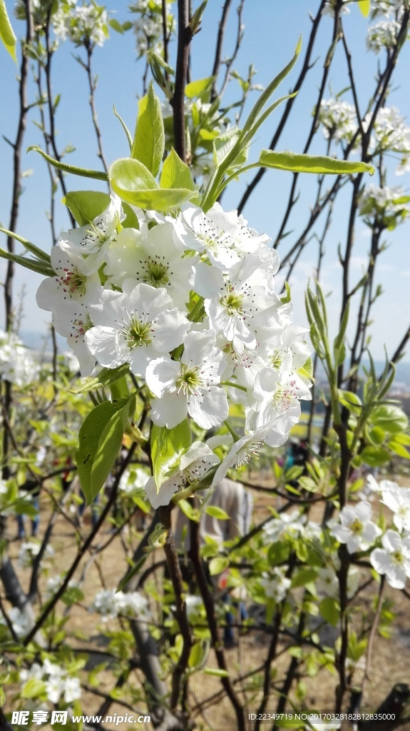梨花