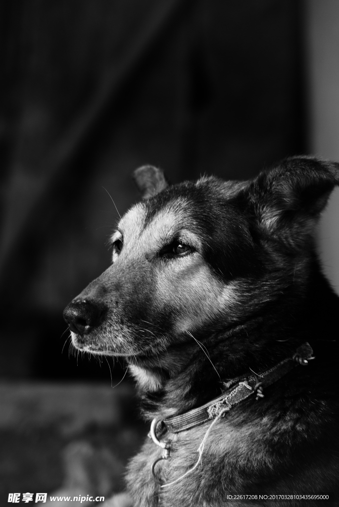 狗