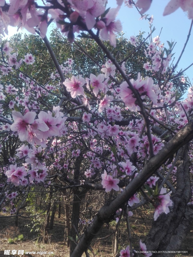 花 桃林