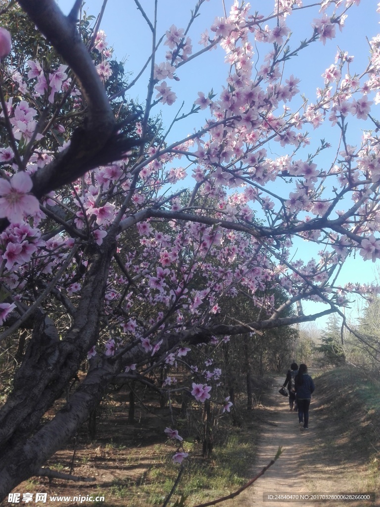 桃花