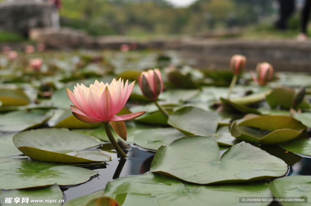花