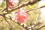 樱花桃花