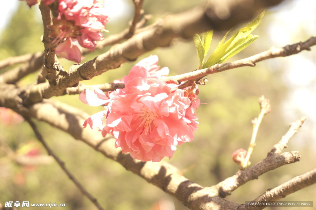 樱花桃花