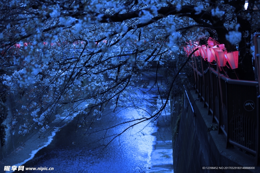 樱花树